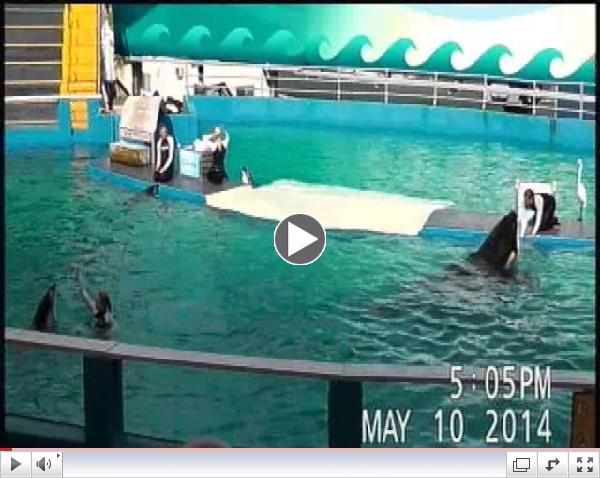 Trainers in Water with Orca at Miami Seaquarium