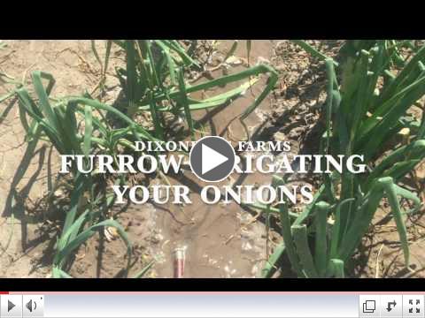 Furrow Irrigating Your Onions