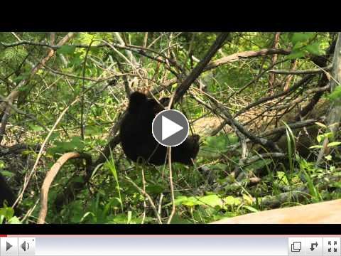 Little Cubbie - by Gary Wilson