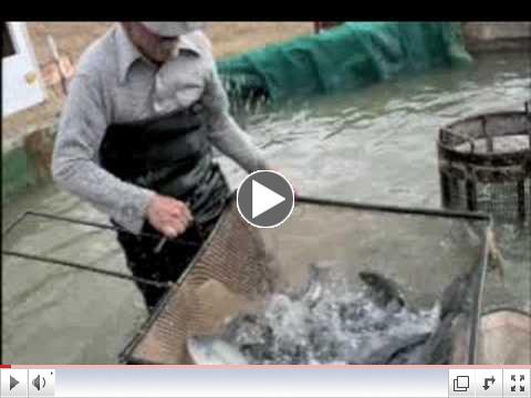 Bob Lusk, the Pond Boss talks about Aqua Max