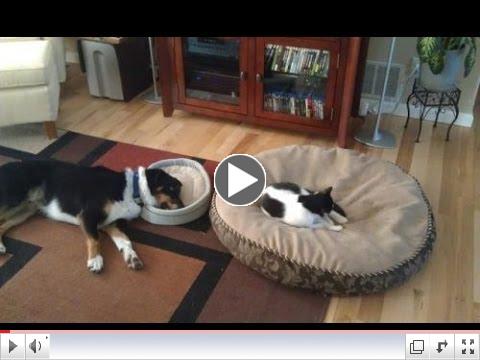 Funny Cats Stealing Dog Beds