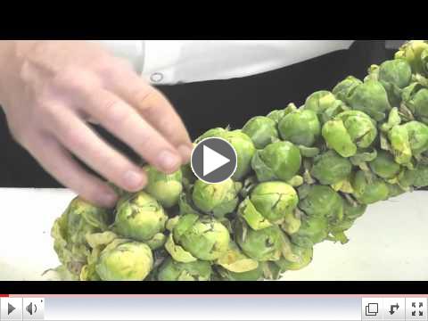 Working with Brussels Sprouts - on and off the stalk by Peter Roberson, RP's Pasta