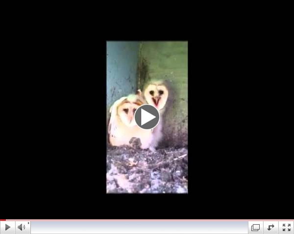 Barn Owl Nestlings