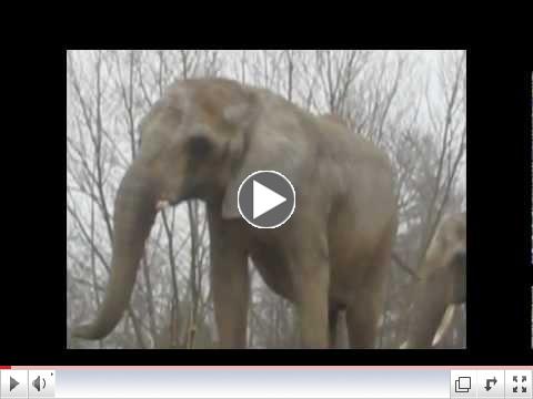 African Elephant 