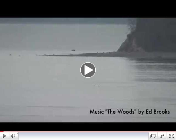 Bigg's (Transient) killer whales-March 22, 2015 Puget Sound