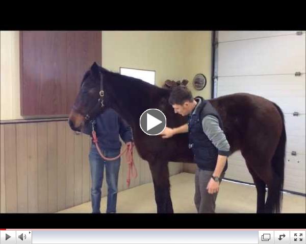 How to check your horse's vital signs with Dr. Sean Nash