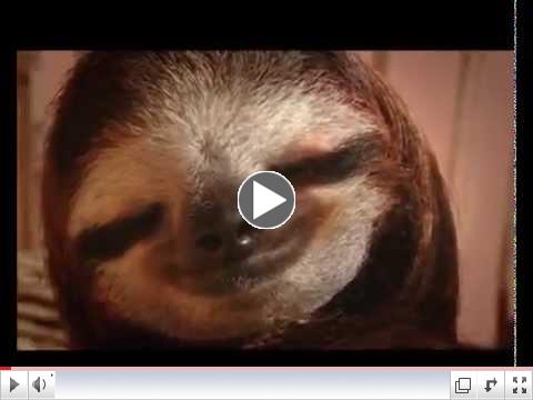 New Animal Planet Meet the Sloths series trailer airs in the USA November 8, 2013!