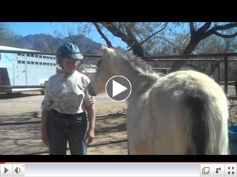 Feral Foals to Foals in Training ROTH's gentling methodologies Day 2 - PM
