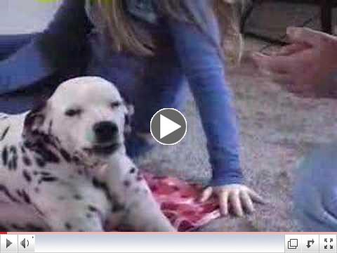 Dalmatian Smile
