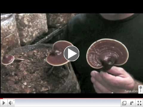 Paul Stamets with Reishi mushrooms in growroom