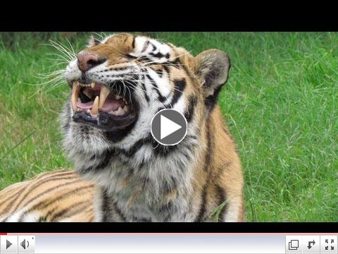 FLEHMEN RESPONSE: Gracie the Tiger