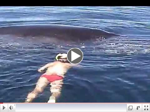 Parable of the Whale