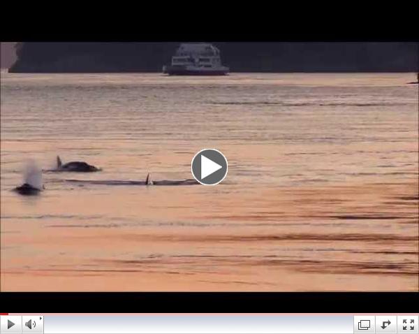 whales in active pass 7:50 pm aug 24 2014, 2 of 2 videos