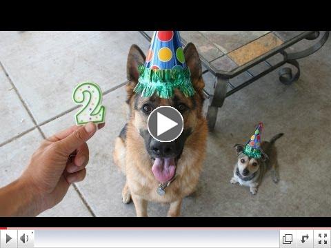Photo a day German Shepherd: Time lapse puppy YEAR 2. Dunder