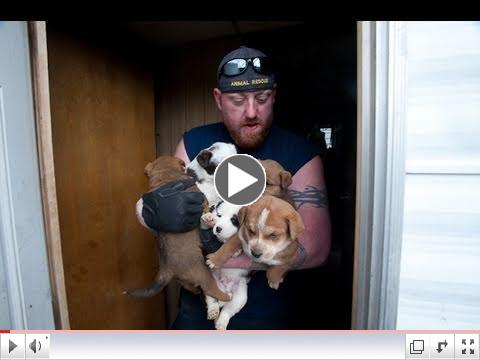 Animal Rescues Hundreds
