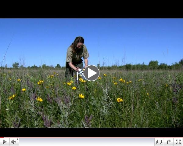 Wild Bee Surveys in Prairie-Grassland Habitats