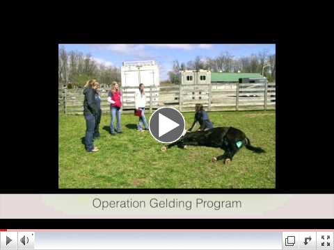 Unwanted Horse Coalition Celebrates 10 Years