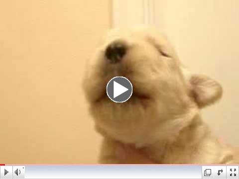 cute puppy whistle