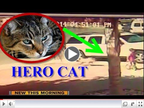 Cat Saves Boy From Dog Attack