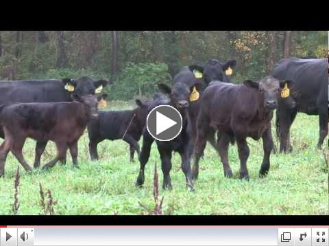 National Beef Quality Audit