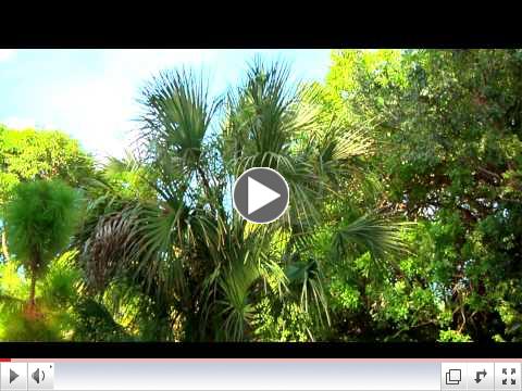 Watch this Video to Understand why the Pine Rocklands are Important