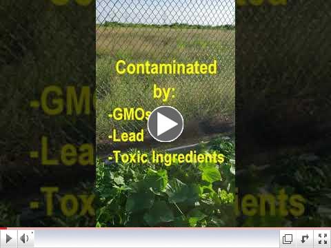 Green Thumb at 60 - Video #15 - Raised Beds vs. Growing Foods in Ground