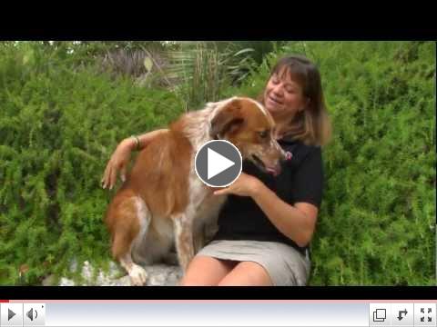 Austin Dog Alliance - 2012