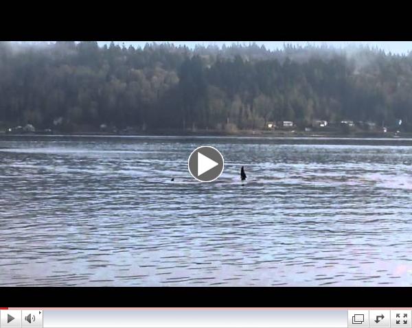 Orca whales off Bachman Park in Manette/Bremerton