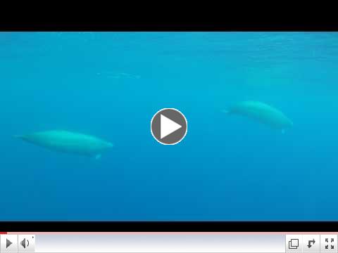 Rare Beaked Whale