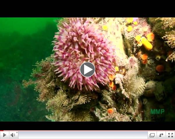 Anemonies at Long Is. Wall in Washington State