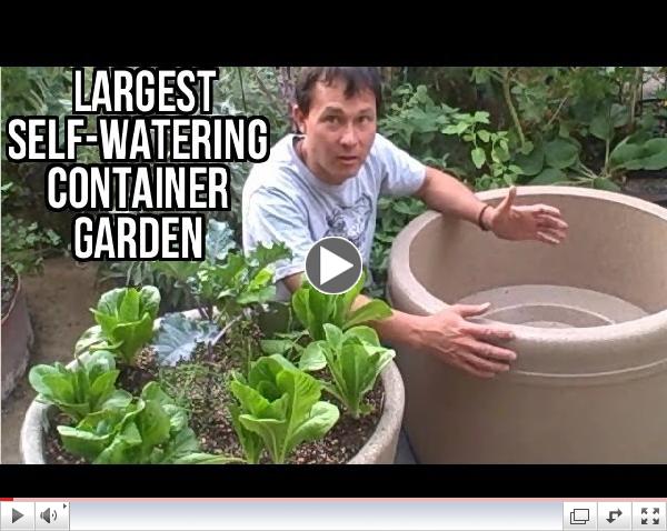 Largest Self Watering Container Garden Lasts a Month Without Watering