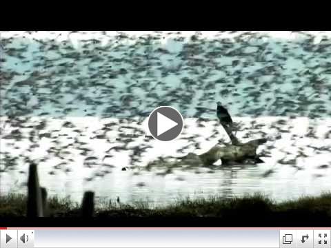 EAGLE AMONG THE SWARM