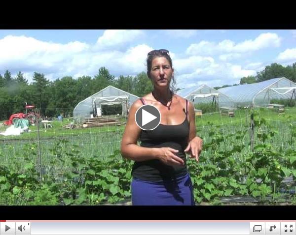Farmers Reflect on Berkshire Grown