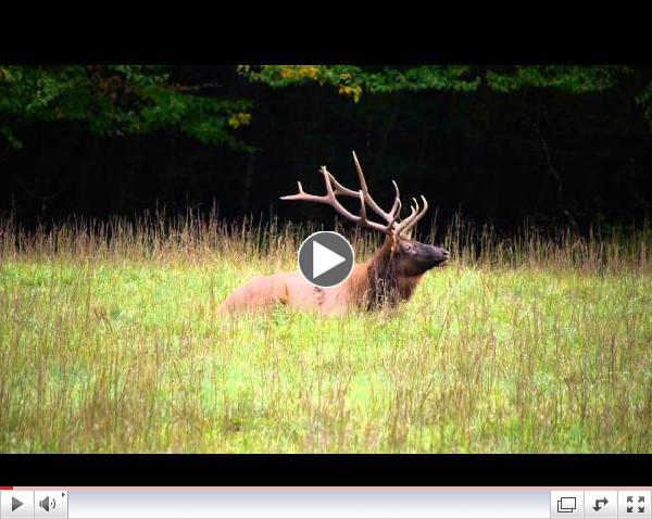 Elk in Cataloochee Valley - The Call of the Wild