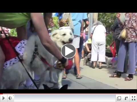 A dog show done by the book