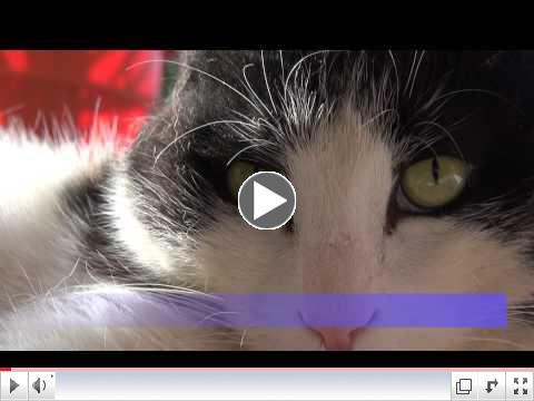 Poppie (Poppy)  the Movie - An Epic Journey Through Life - The Cat From Afghanistan