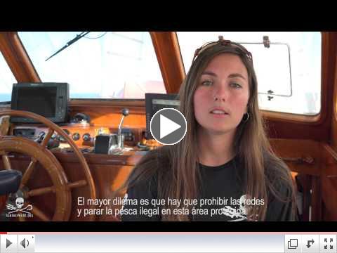 Sea Shepherd Captures Rare Footage of Elusive Vaquita During First Sighting since 2013