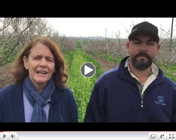 Planting wildflowers on Oakdale farm to help bee population