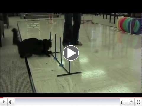 Feline agility demonstration
