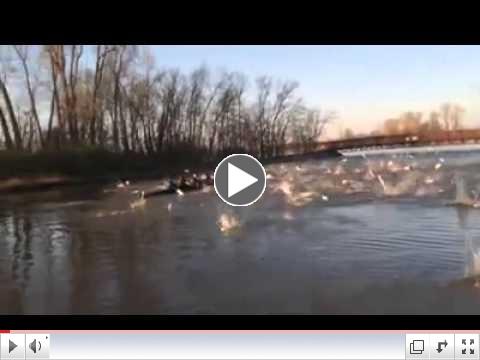 Flying fish attack a college rowing team in Missouri