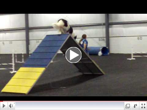 Holly CPE FullHouse Agility at Boomtowne
