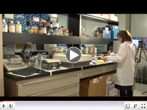 Does a virus cause breast cancer?