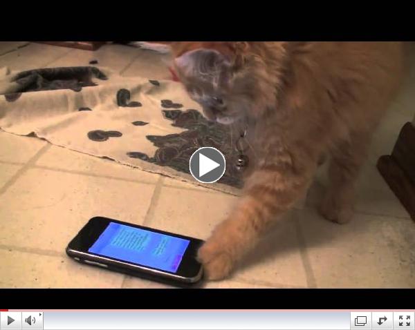 Cute texting kitten