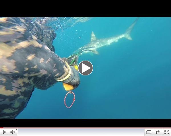 Man Jumps In With Hammerhead Shark - Instantly Regrets It