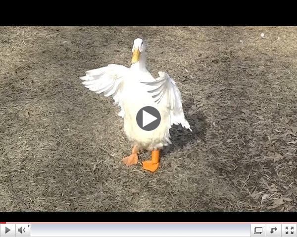 Buttercup the Duck's new foot is printed on a 3D printer and he walks & runs!