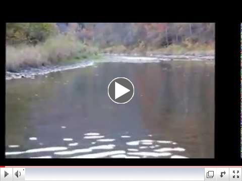 Pine Creek caddis October 17, 2012