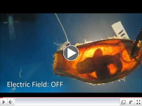 Survival of the Stillest: Predator Avoidance in Embryonic Bamboo Sharks