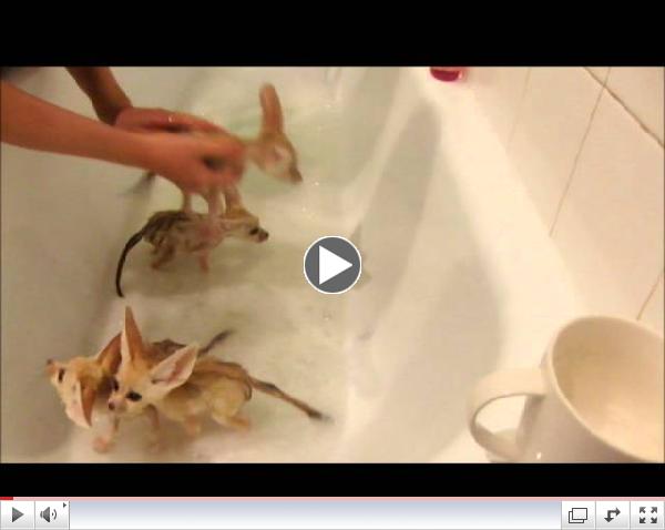 Fennec fox babies take a bubble bath