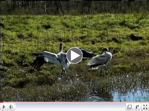 Whooping Cranes at Aransas National Wildlife Refuge  - Texas Parks and Wildlife [Official]