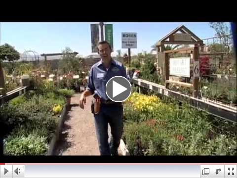 Drought Tolerant Planting Tips